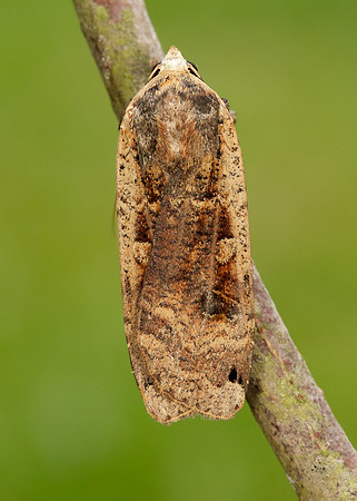 73.342 BF2107 Large Yellow Underwing Noctua pronuba