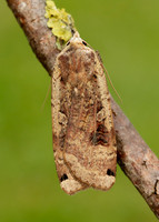 73.342 BF2107 Large Yellow Underwing Noctua pronuba