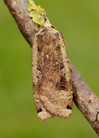 73.342 BF2107 Large Yellow Underwing Noctua pronuba