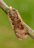 73.342 BF2107 Large Yellow Underwing Noctua pronuba
