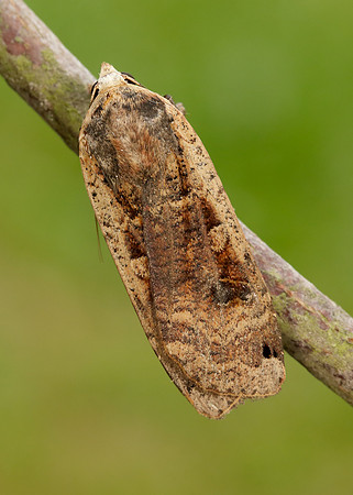 73.342 BF2107 Large Yellow Underwing Noctua pronuba