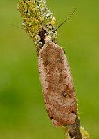 73.342 BF2107 Large Yellow Underwing Noctua pronuba