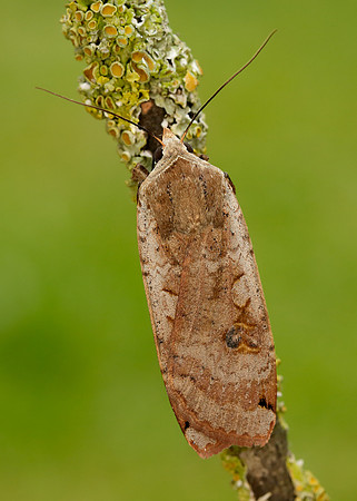73.342 BF2107 Large Yellow Underwing Noctua pronuba