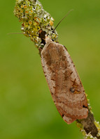 73.342 BF2107 Large Yellow Underwing Noctua pronuba