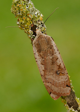 73.342 BF2107 Large Yellow Underwing Noctua pronuba