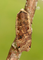 73.342 BF2107 Large Yellow Underwing Noctua pronuba