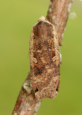 73.342 BF2107 Large Yellow Underwing Noctua pronuba