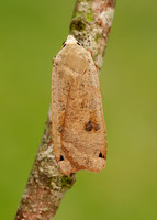 73.342 BF2107 Large Yellow Underwing Noctua pronuba