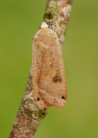 73.342 BF2107 Large Yellow Underwing Noctua pronuba