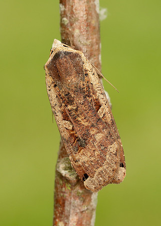 73.342 BF2107 Large Yellow Underwing Noctua pronuba