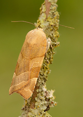 73.342 BF2107 Large Yellow Underwing Noctua pronuba