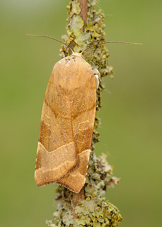 73.342 BF2107 Large Yellow Underwing Noctua pronuba