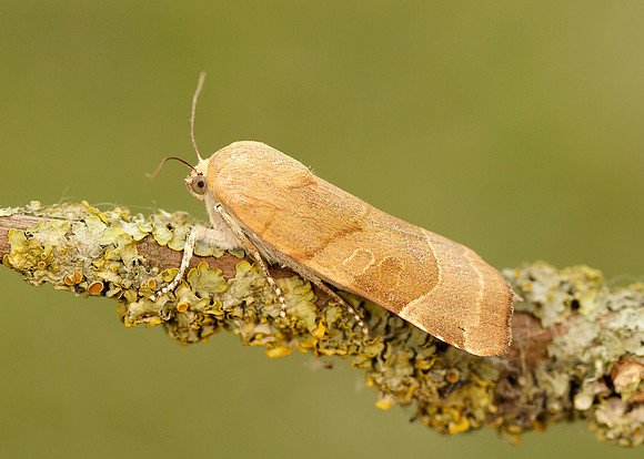 73.342 BF2107 Large Yellow Underwing Noctua pronuba
