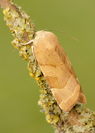 73.342 BF2107 Large Yellow Underwing Noctua pronuba