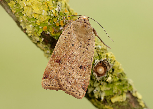 73.342 BF2107 Large Yellow Underwing Noctua pronuba