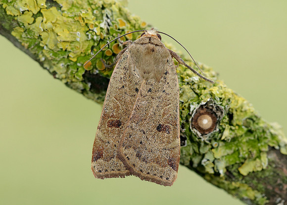 73.342 BF2107 Large Yellow Underwing Noctua pronuba