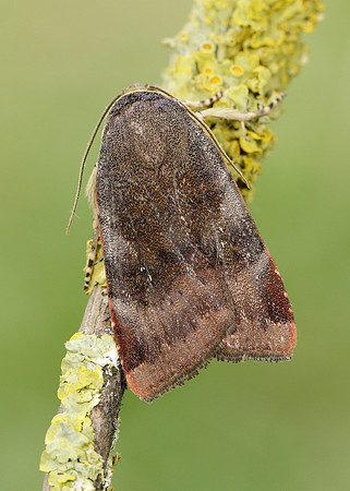 73.348 BF2111 Lesser Broad-bordered Yellow Underwing Noctua jant