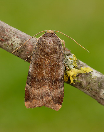 73.348 BF2111 Lesser Broad-bordered Yellow Underwing Noctua jant