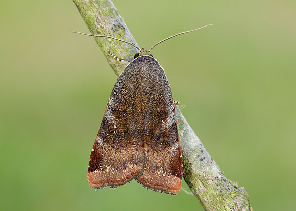 73.348 BF2111 Lesser Broad-bordered Yellow Underwing Noctua jant