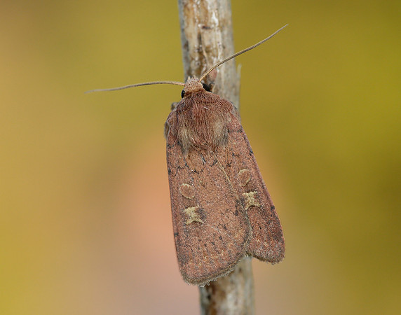 73.357 BF2134 Square-spot Rustic Xestia xanthographa