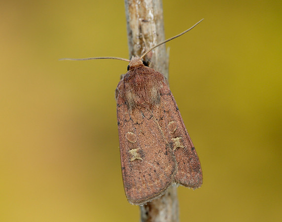 73.357 BF2134 Square-spot Rustic Xestia xanthographa