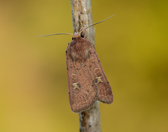 73.357 BF2134 Square-spot Rustic Xestia xanthographa