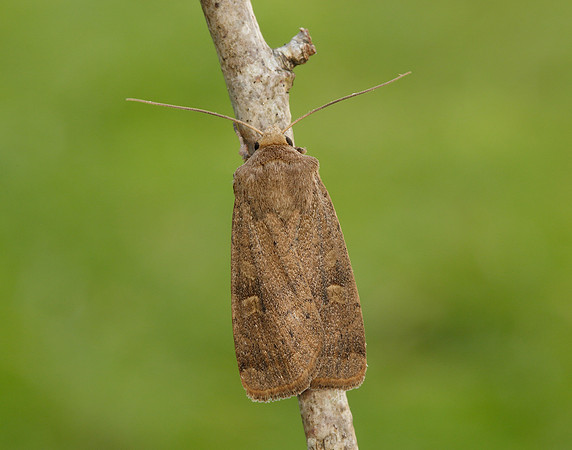 73.357 BF2134 Square-spot Rustic Xestia xanthographa