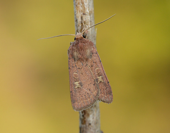 73.357 BF2134 Square-spot Rustic Xestia xanthographa