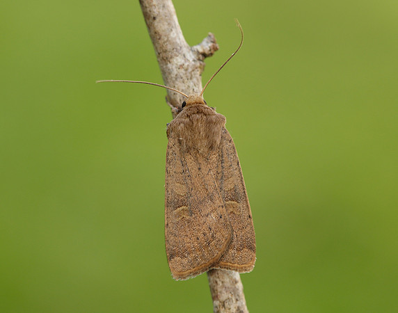 73.357 BF2134 Square-spot Rustic Xestia xanthographa