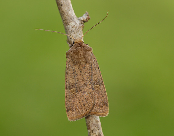 73.357 BF2134 Square-spot Rustic Xestia xanthographa