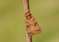 73.358 BF2133 Six-striped Rustic Xestia sexstrigata