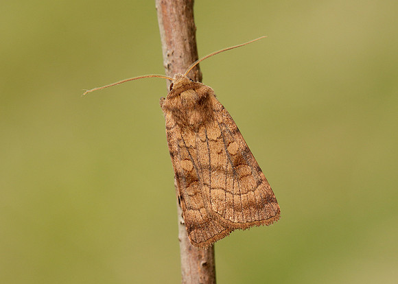73.358 BF2133 Six-striped Rustic Xestia sexstrigata