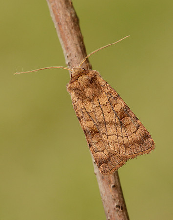 73.358 BF2133 Six-striped Rustic Xestia sexstrigata