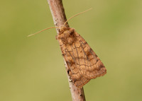 73.358 BF2133 Six-striped Rustic Xestia sexstrigata