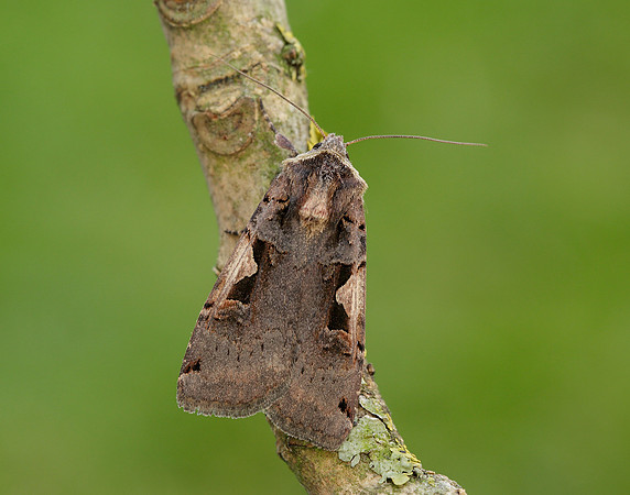 73.359 BF2126 Setaceous Hebrew Character Xestia c-nigrum