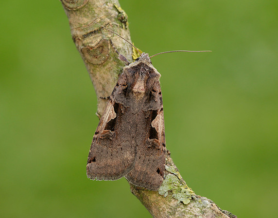 73.359 BF2126 Setaceous Hebrew Character Xestia c-nigrum
