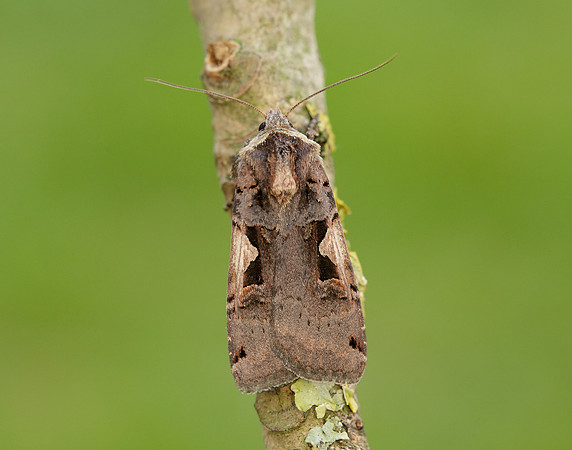 73.359 BF2126 Setaceous Hebrew Character Xestia c-nigrum