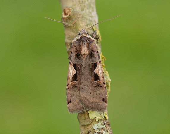 73.359 BF2126 Setaceous Hebrew Character Xestia c-nigrum