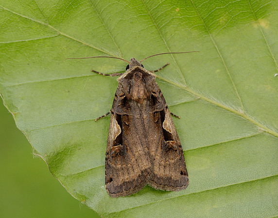 73.359 BF2126 Setaceous Hebrew Character Xestia c-nigrum
