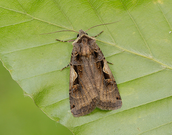 73.359 BF2126 Setaceous Hebrew Character Xestia c-nigrum