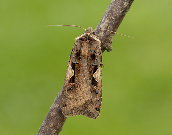 73.359 BF2126 Setaceous Hebrew Character Xestia c-nigrum