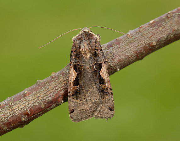 73.359 BF2126 Setaceous Hebrew Character Xestia c-nigrum