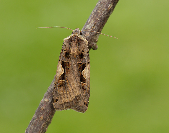 73.359 BF2126 Setaceous Hebrew Character Xestia c-nigrum