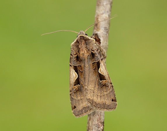 73.359 BF2126 Setaceous Hebrew Character Xestia c-nigrum