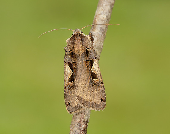 73.359 BF2126 Setaceous Hebrew Character Xestia c-nigrum