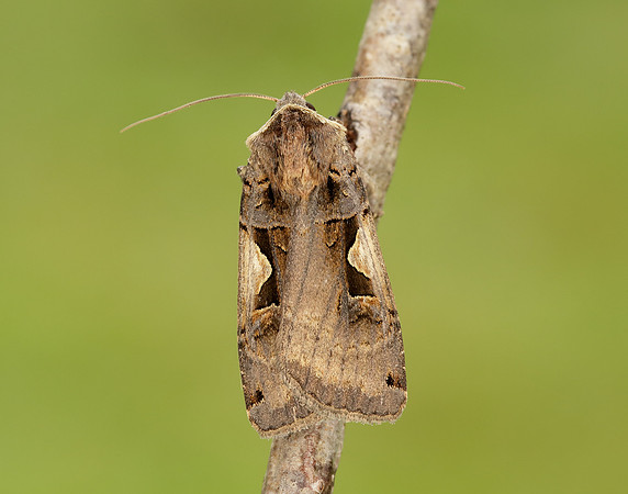 73.359 BF2126 Setaceous Hebrew Character Xestia c-nigrum