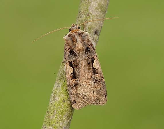 73.359 BF2126 Setaceous Hebrew Character Xestia c-nigrum