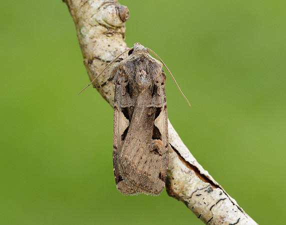73.359 BF2126 Setaceous Hebrew Character Xestia c-nigrum