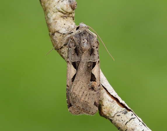 73.359 BF2126 Setaceous Hebrew Character Xestia c-nigrum