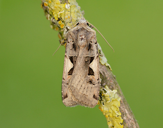 73.359 BF2126 Setaceous Hebrew Character Xestia c-nigrum